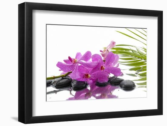 Lying down Pink Branch Orchid with Black Stones with Green Palm-Apollofoto-Framed Photographic Print