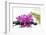 Lying down Pink Branch Orchid with Black Stones with Green Palm-Apollofoto-Framed Photographic Print