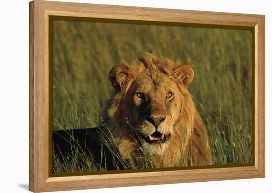 Lying in the Grass-Staffan Widstrand-Framed Stretched Canvas