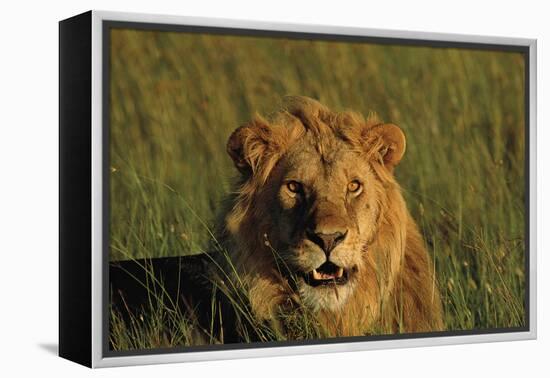 Lying in the Grass-Staffan Widstrand-Framed Stretched Canvas