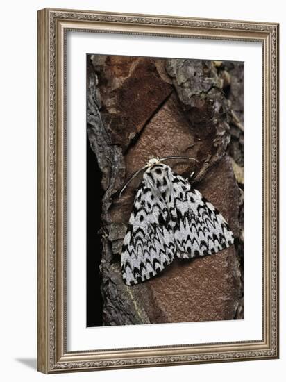 Lymantria Monacha (Black Arches Moth, Nun Moth)-Paul Starosta-Framed Photographic Print
