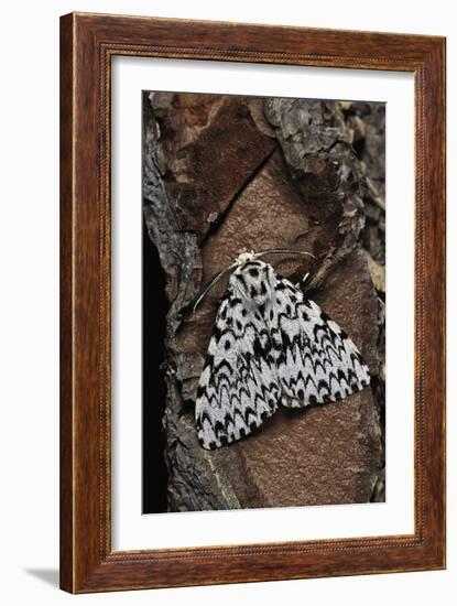 Lymantria Monacha (Black Arches Moth, Nun Moth)-Paul Starosta-Framed Photographic Print