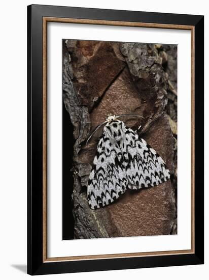 Lymantria Monacha (Black Arches Moth, Nun Moth)-Paul Starosta-Framed Photographic Print