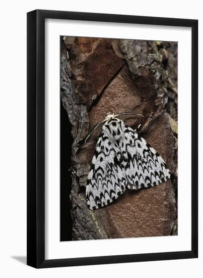 Lymantria Monacha (Black Arches Moth, Nun Moth)-Paul Starosta-Framed Photographic Print