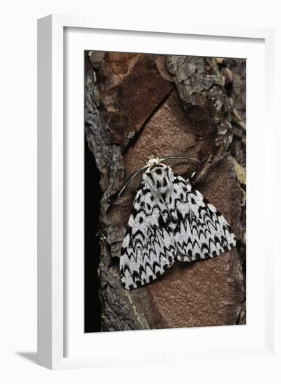 Lymantria Monacha (Black Arches Moth, Nun Moth)-Paul Starosta-Framed Photographic Print