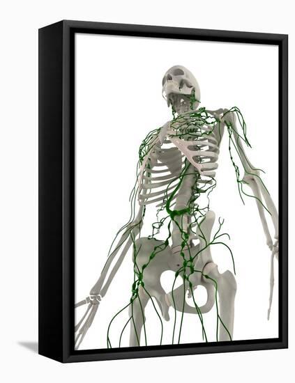 Lymphatic System, Artwork-SCIEPRO-Framed Premier Image Canvas