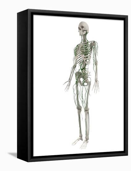 Lymphatic System, Artwork-SCIEPRO-Framed Premier Image Canvas