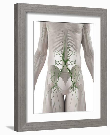 Lymphatic System, Artwork-SCIEPRO-Framed Photographic Print