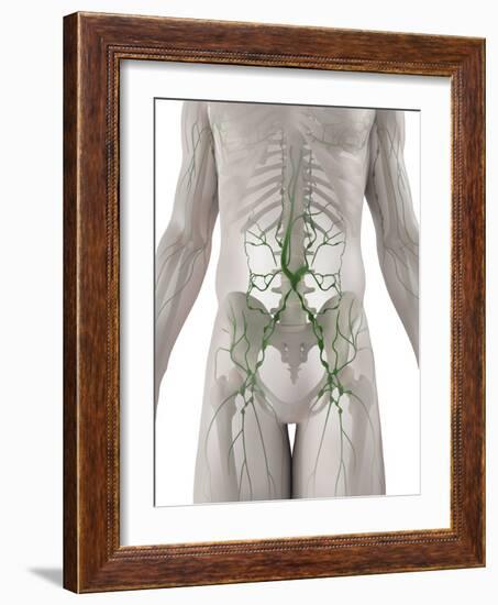 Lymphatic System, Artwork-SCIEPRO-Framed Photographic Print