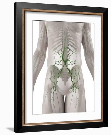 Lymphatic System, Artwork-SCIEPRO-Framed Photographic Print
