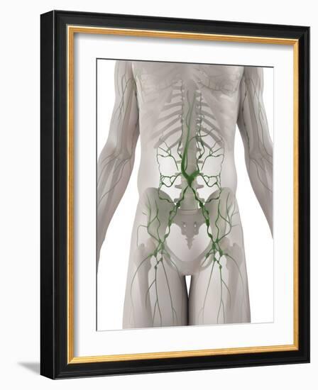 Lymphatic System, Artwork-SCIEPRO-Framed Photographic Print