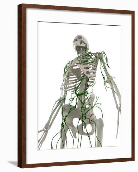 Lymphatic System, Artwork-SCIEPRO-Framed Photographic Print