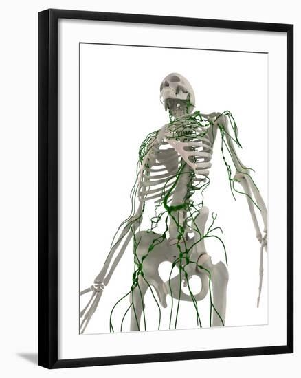 Lymphatic System, Artwork-SCIEPRO-Framed Photographic Print