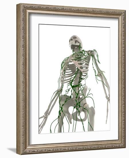 Lymphatic System, Artwork-SCIEPRO-Framed Photographic Print