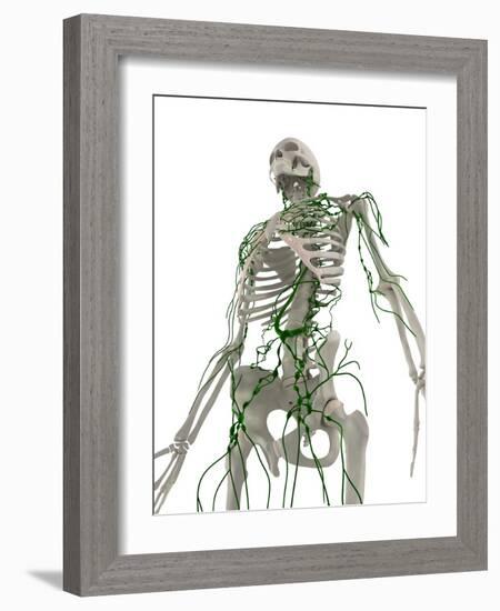 Lymphatic System, Artwork-SCIEPRO-Framed Photographic Print