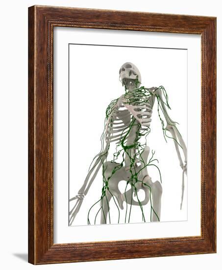 Lymphatic System, Artwork-SCIEPRO-Framed Photographic Print