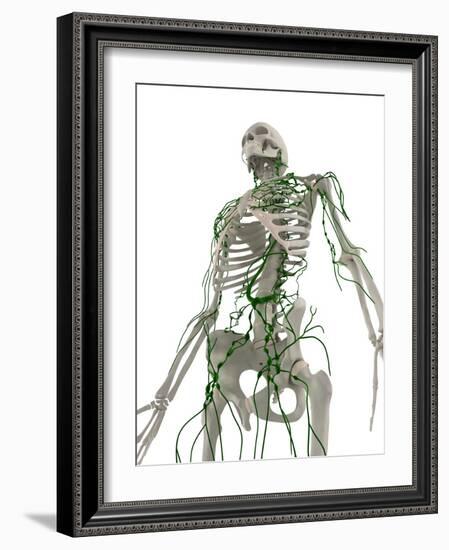 Lymphatic System, Artwork-SCIEPRO-Framed Photographic Print