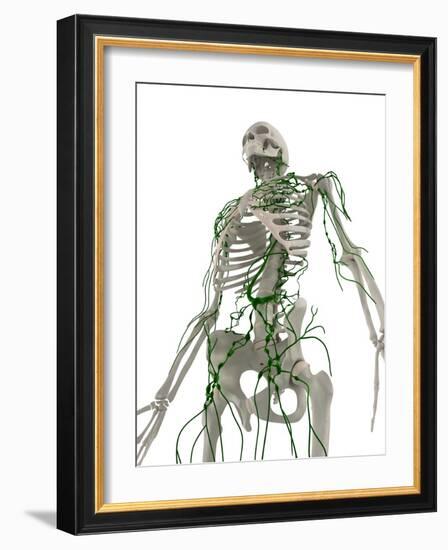 Lymphatic System, Artwork-SCIEPRO-Framed Photographic Print