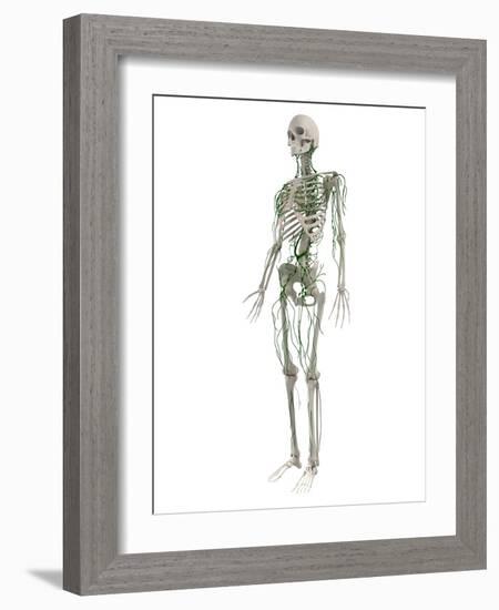 Lymphatic System, Artwork-SCIEPRO-Framed Photographic Print