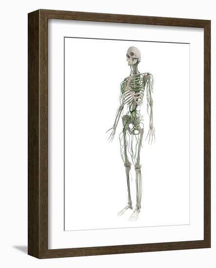 Lymphatic System, Artwork-SCIEPRO-Framed Photographic Print