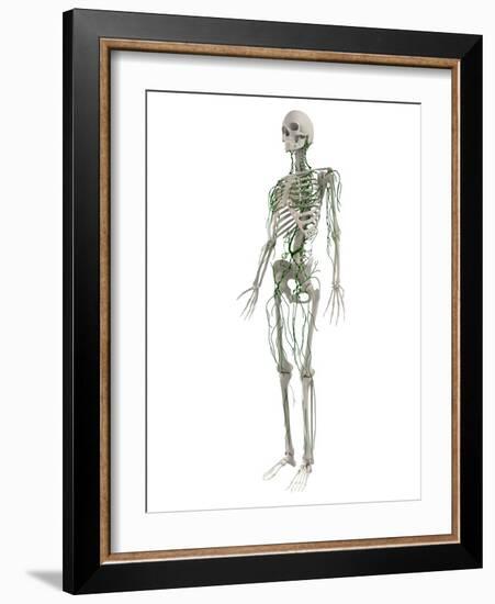 Lymphatic System, Artwork-SCIEPRO-Framed Photographic Print