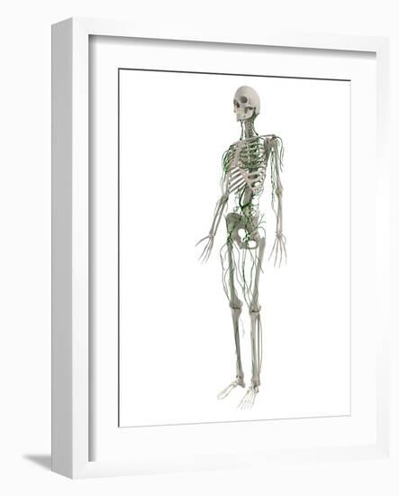 Lymphatic System, Artwork-SCIEPRO-Framed Photographic Print