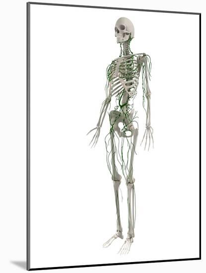Lymphatic System, Artwork-SCIEPRO-Mounted Photographic Print