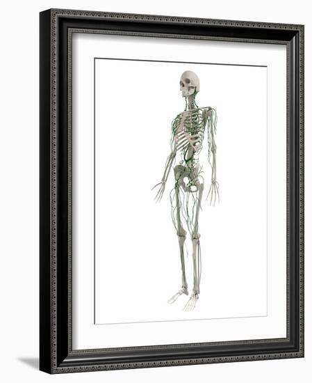 Lymphatic System, Artwork-SCIEPRO-Framed Photographic Print