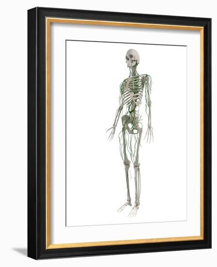 Lymphatic System, Artwork-SCIEPRO-Framed Photographic Print