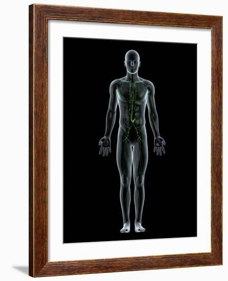 Lymphatic System, Artwork-SCIEPRO-Framed Photographic Print