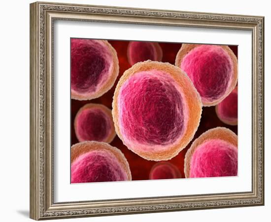 Lymphocyte White Blood Cells, Artwork-David Mack-Framed Photographic Print