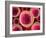 Lymphocyte White Blood Cells, Artwork-David Mack-Framed Photographic Print