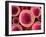 Lymphocyte White Blood Cells, Artwork-David Mack-Framed Photographic Print