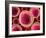 Lymphocyte White Blood Cells, Artwork-David Mack-Framed Photographic Print