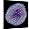 Lymphocytic Choriomeningitis LCM Virus-PASIEKA-Mounted Premium Photographic Print