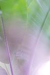 Tropical Foliage No. 3-Lynann Colligan-Photographic Print