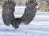 Great Gray Owl-Lynn_B-Photographic Print