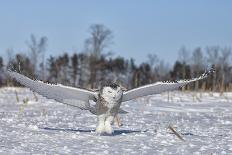 Great Gray Owl-Lynn_B-Photographic Print