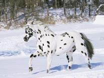 Appaloosa Horse Trotting Through Snow, USA-Lynn M^ Stone-Photographic Print