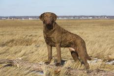 Chesapeake Bay retriever male, Connecticut, USA-Lynn M. Stone-Photographic Print