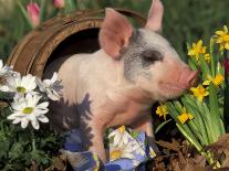 Mixed-Breed Piglet in Basket with Sunflowers, USA-Lynn M^ Stone-Photographic Print