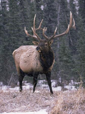 Elk Deer Stag in Snow Jasper National Park Canada Photographic Print Lynn M. Stone Art
