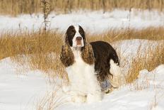 Newfoundland dog standing in snow, Connecticut-Lynn M. Stone-Framed Photographic Print