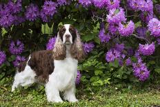 English springer spaniel, Connecticut, USA-Lynn M. Stone-Framed Photographic Print