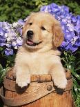 Beagle Dog Puppy-Lynn M. Stone-Photographic Print