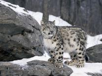 Juvenile Snow Leopard-Lynn M^ Stone-Photographic Print