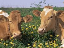 Texas Longhorn Cow, in Lupin Meadow, Texas, USA-Lynn M^ Stone-Photographic Print