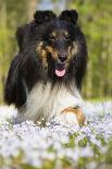 Newfoundland dog standing in snow, Connecticut-Lynn M. Stone-Framed Photographic Print