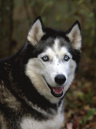siberian husky CD4枚 Siberian Husky Figurine | Safari Ltd® Dog Toy Model | Safari