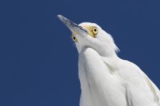 Snowy egret, viewed from below. St. Petersburg, Florida-Lynn M. Stone-Photographic Print